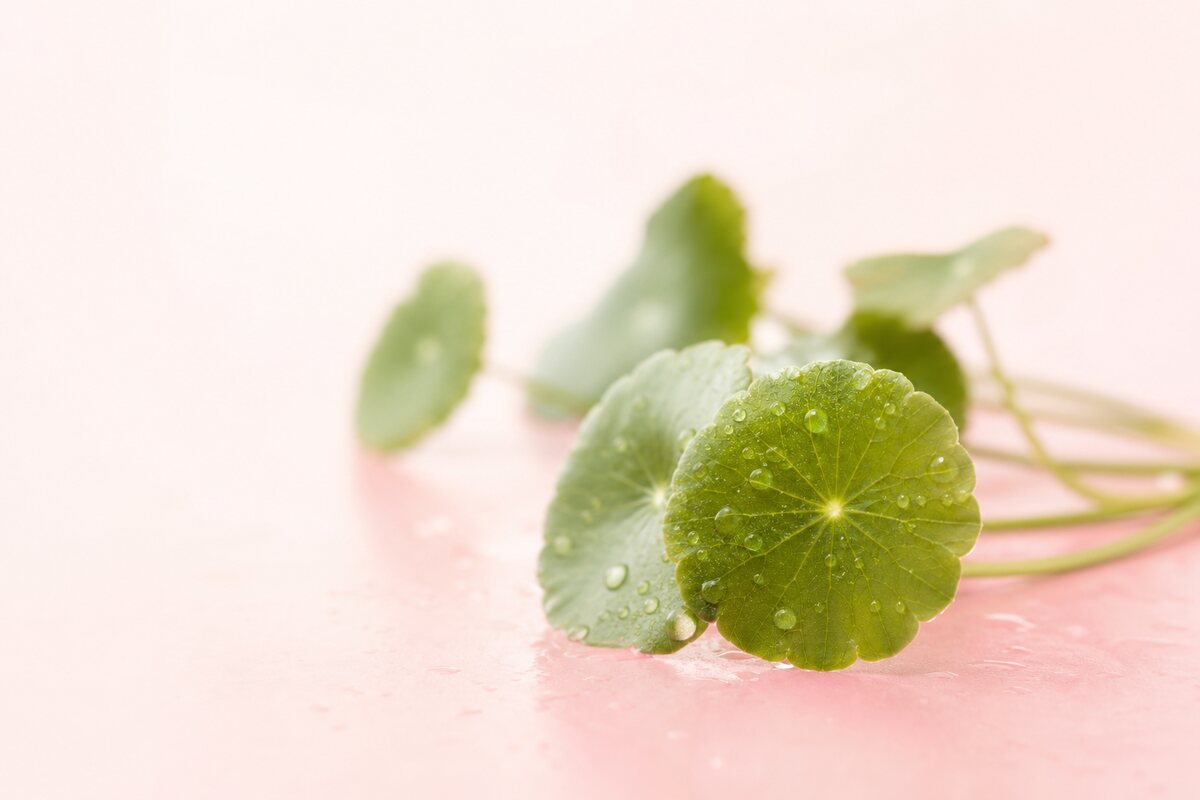 Färska centella asiatica-blad (cica) med daggdroppar – en lugnande ingrediens i koreansk hudvård